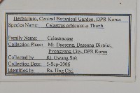 南蛇藤藏品圖，第2張