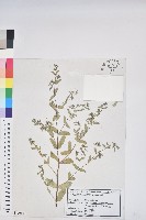 斑地錦藏品圖，第1張