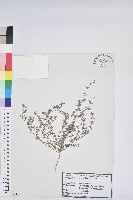 斑地錦藏品圖，第1張