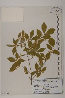 衛矛、錦木藏品圖，第1張