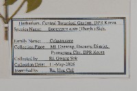 衛矛、錦木藏品圖，第2張