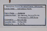 華北茶條槭藏品圖，第2張