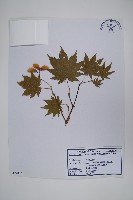 偽巴槭藏品圖，第1張