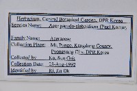 偽巴槭藏品圖，第2張