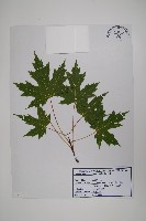 登錄號:S120156藏品圖，第1張