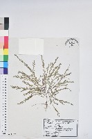 蜜甘草藏品圖，第1張