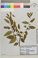 登錄號:S120160藏品圖，第1張