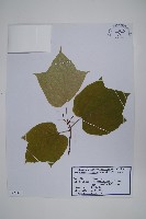 登錄號:S120167藏品圖，第1張