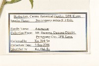 鵝仔草藏品圖，第2張