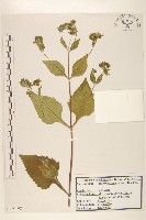 腺梗豨薟藏品圖，第1張