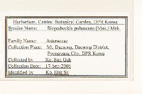 腺梗豨薟藏品圖，第2張