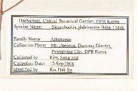 毛梗豨薟藏品圖，第2張