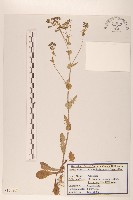 齒緣葉類苦賈菜藏品圖，第1張