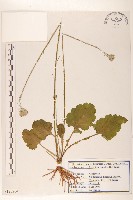 大丁草藏品圖，第1張