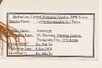 大丁草藏品圖，第2張