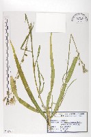 全光菊藏品圖，第1張