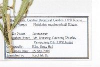 全光菊藏品圖，第2張