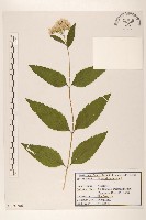 華澤蘭藏品圖，第1張