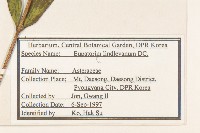 林氏澤蘭藏品圖，第2張