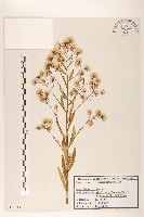 長莖非蓬藏品圖，第1張