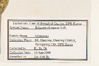 長莖非蓬藏品圖，第2張