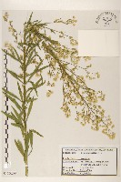 加拿大蓬藏品圖，第1張