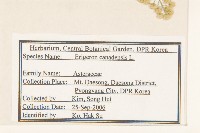 加拿大蓬藏品圖，第2張