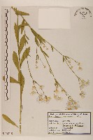 白頂飛蓬藏品圖，第1張