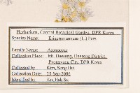 白頂飛蓬藏品圖，第2張