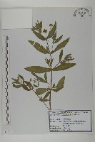 登錄號:S120211藏品圖，第1張