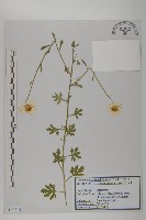 山菊藏品圖，第1張