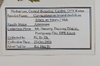 甘菊藏品圖，第2張