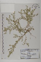 石胡荽、吐金草藏品圖，第1張