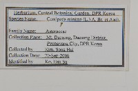 石胡荽、吐金草藏品圖，第2張