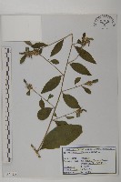 杓兒菜藏品圖，第1張