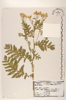 登錄號:S120220藏品圖，第1張