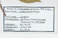 朝鮮山茱萸藏品圖，第2張