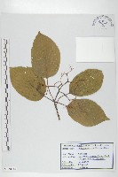 燈臺樹藏品圖，第1張