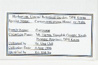 燈臺樹藏品圖，第2張