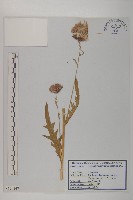 絨背薊藏品圖，第1張