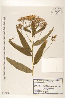 黃菀藏品圖，第1張