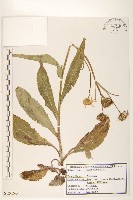 登錄號:S120263藏品圖，第1張