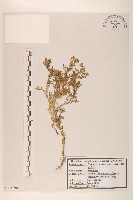 同花母菊藏品圖，第1張