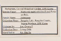 同花母菊藏品圖，第2張