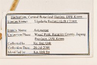 狹苞橐吾藏品圖，第2張