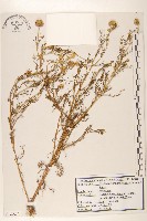 三肋果藏品圖，第1張