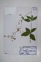 輪葉沙參藏品圖，第1張