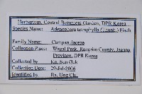 輪葉沙參藏品圖，第2張