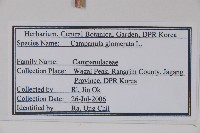 聚花風鈴草藏品圖，第2張