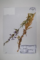 無柄葉山梗菜藏品圖，第1張